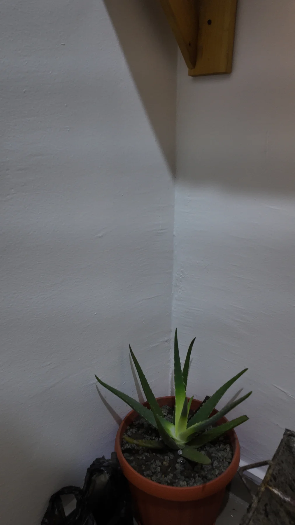 Un aloe en pot, petite touche végétale dans le studio